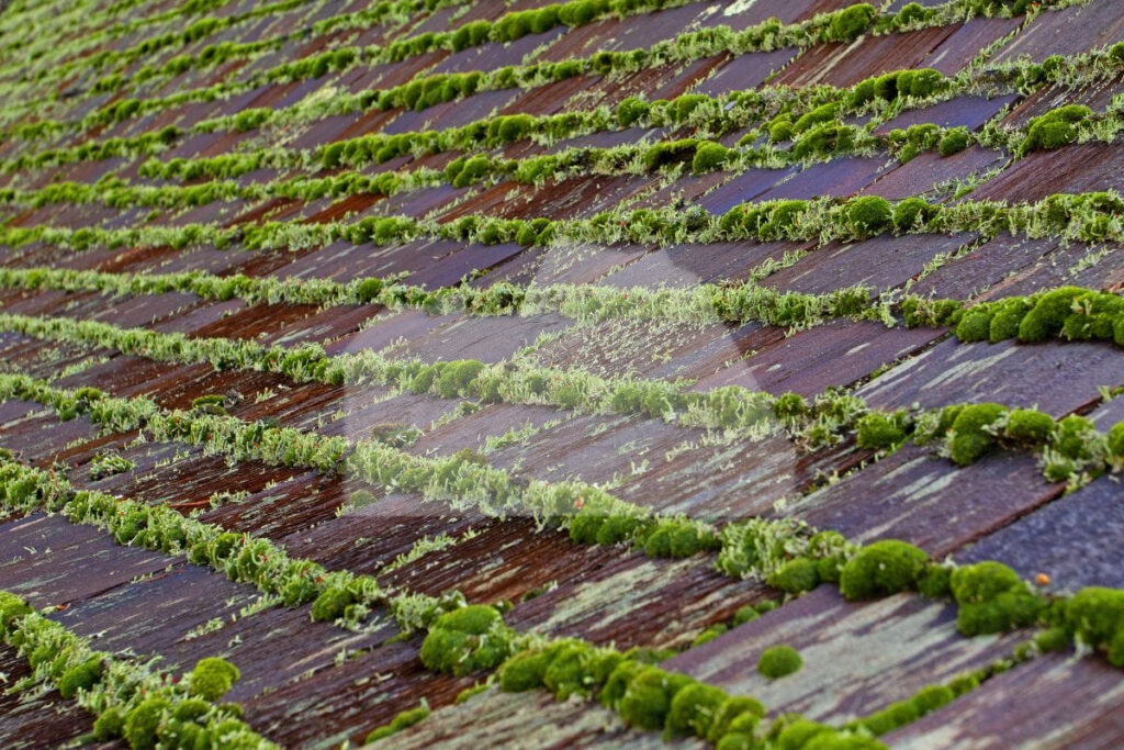 Moss Growth On Roof 1