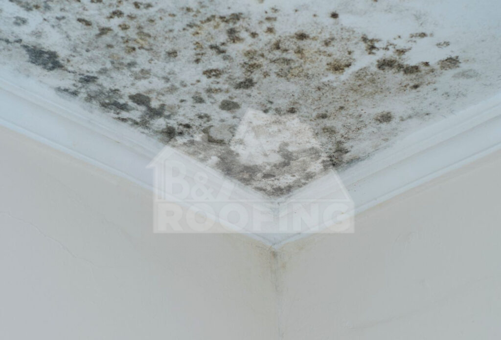Mold on Roof
