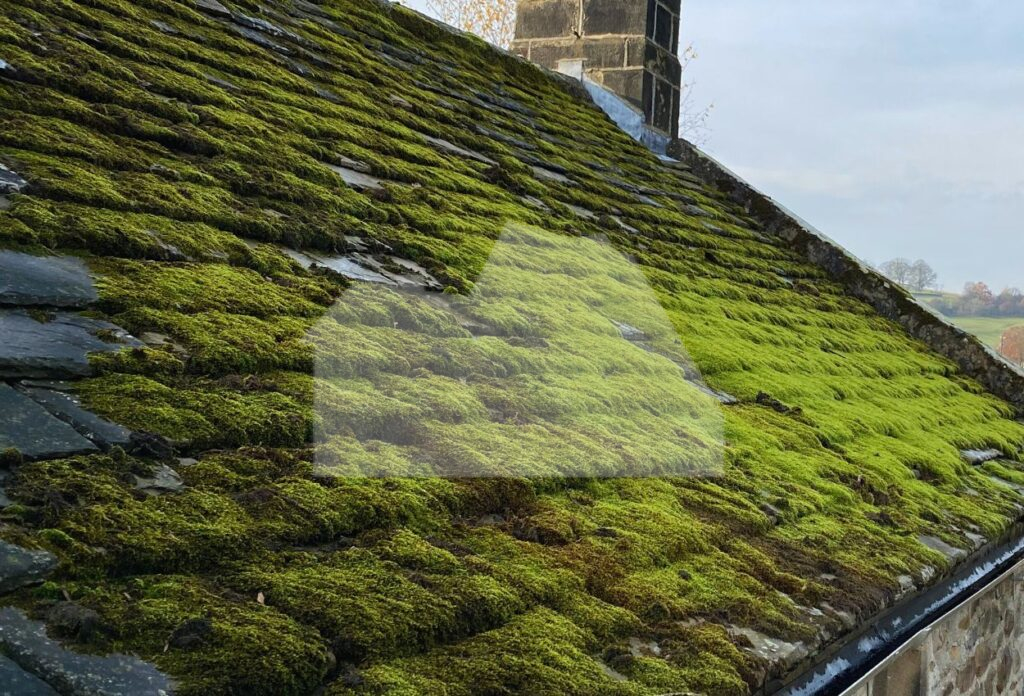 Mold Mildew Growth